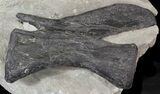 Diplodocus Vertebrae In Sandstone - Killer Specimen #62698-2